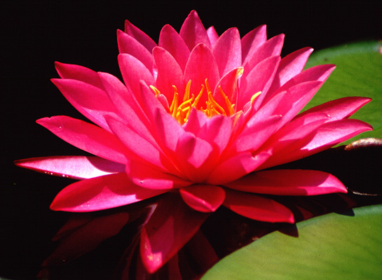 Pink%2520Waterlilly%2520B.jpg