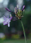 Agapanthus.jpg (34027 bytes)