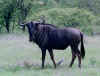 Blouwildebees.jpg (73222 bytes)