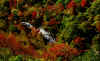 Fall_Waterfall.jpg (128992 bytes)