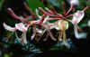Honeysuckle.jpg (52176 bytes)