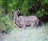 Kudu_Ram.jpg (84413 bytes)