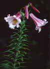 Lillies%20II.jpg (52106 bytes)