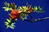 Mountain_Ash_Glory.jpg (60064 bytes)