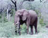 Olifant.jpg (95867 bytes)