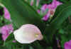 Pink%20Calla.jpg (76067 bytes)