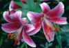 Pink%20Lillies%20II.jpg (128977 bytes)
