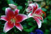 Pink%20Lillies.jpg (150120 bytes)