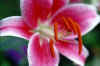 Pink%20Lilly.jpg (131170 bytes)