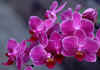 Pink%20Orchid.jpg (94784 bytes)