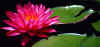 Pink%20Waterlilly%20A.jpg (77520 bytes)