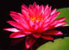 Pink%20Waterlilly%20B.jpg (85527 bytes)