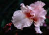 Pink_Iris_small.jpg (1817 bytes)