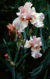Pink_Irisis.jpg (45938 bytes)