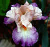 Rainbow%20Iris.jpg (40097 bytes)