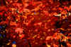 Red_Maple.jpg (104474 bytes)
