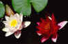 Two%20Water%20Lillies.jpg (85377 bytes)