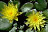 Yellow%20Waterlillies.jpg (106644 bytes)