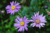 asters.jpg (107406 bytes)