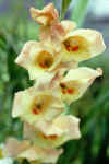 gladiola.jpg (76717 bytes)