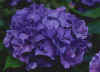 hydranga.jpg (73065 bytes)