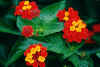 lantana1.jpg (136864 bytes)