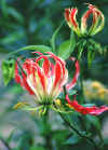 lillies.jpg (58400 bytes)