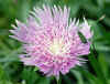 stokesia.jpg (99923 bytes)